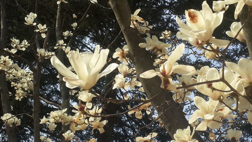 Close-up of flowers