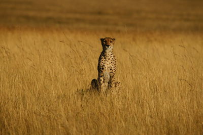 Portrait of cheetah sitting on field