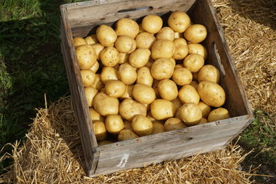 High angle view of potatoes in box on field
