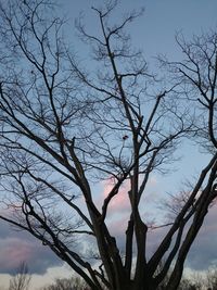 Low angle view of bare tree against sky