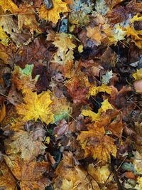 Full frame shot of autumn leaves