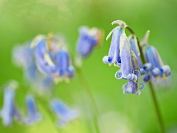 Close-up of purple flowering plants