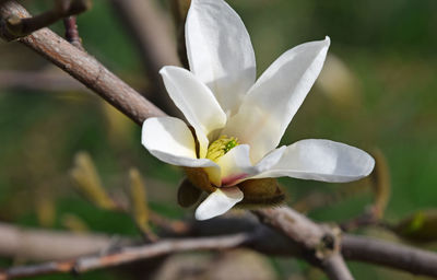 Close-up of white flowers