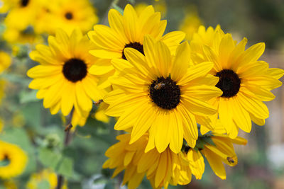 Close-up of yellow daisy flowers