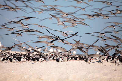 Flock of black skimmer terns rynchops niger on the beach at clam pass in naples, florida