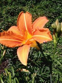 Close-up of orange flower