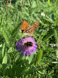 Close-up of butterfly pollinating on purple flower