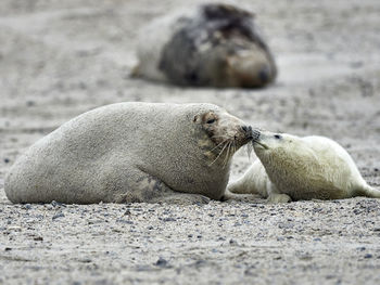 Mother caring about her newborn