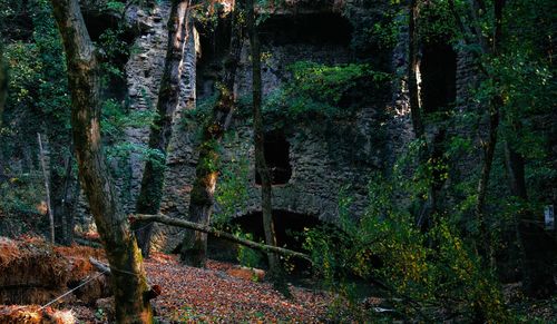 Plants and trees in forest