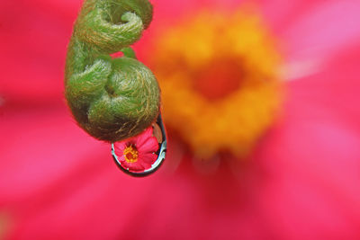 Close-up of pink flower