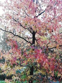 Low angle view of cherry blossom tree