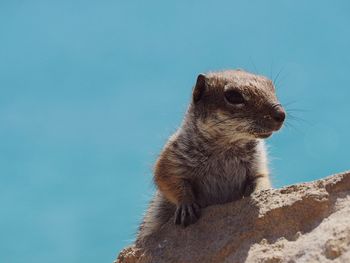 Close-up of squirrel against blue sky