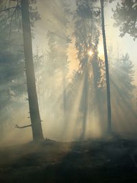 Trees on misty landscape against the sky