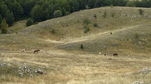 Flock of sheep grazing on landscape