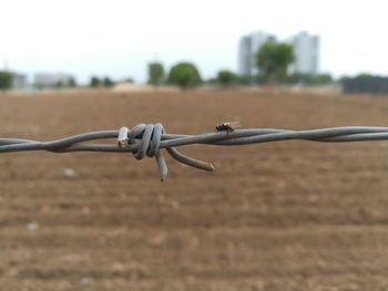 Close-up of barbed wire