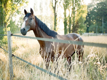 View of an animal on field