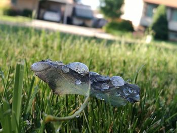 Close-up of turtle on field