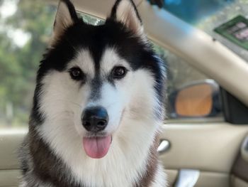 Close-up portrait of a dog