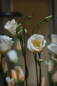 Close-up of white rose blooming outdoors