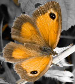 Close-up of butterfly on leaf