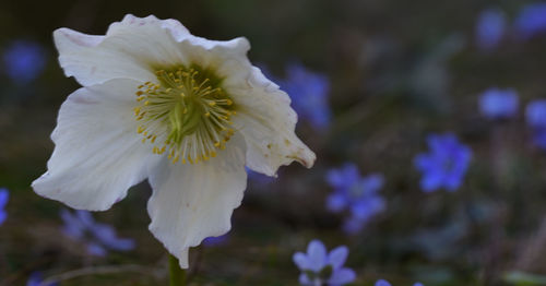 Close-up of white flowering plant