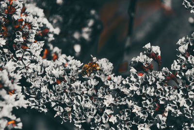 Close-up of flowers blooming outdoors