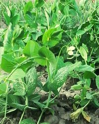 Close-up of fresh green plants in field