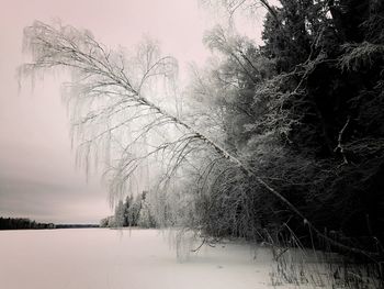 Bare trees on snow covered landscape