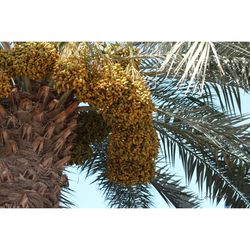 Low angle view of palm tree