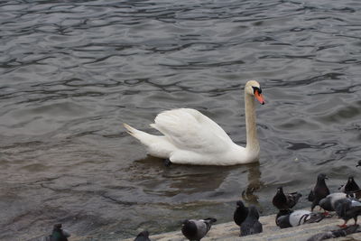 High angle view of swans swimming in lake