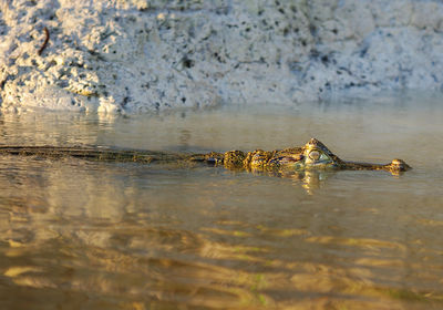 View of caiman in rivu