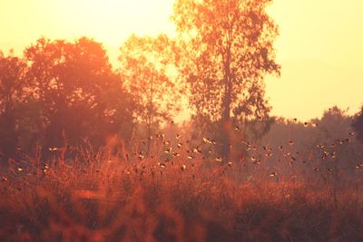 Trees on field against sky during sunset