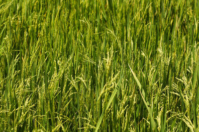 Full frame shot of corn field