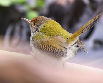 Close-up of bird perching