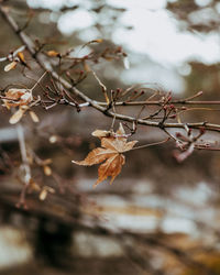 Close-up of plant