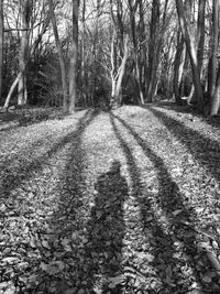 Shadow of trees on ground
