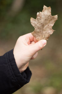 Cropped image of hand holding maple leaf during autumn