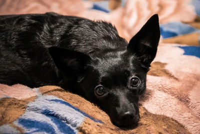 Portrait of black dog lying on bed