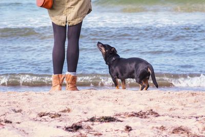 Low section of woman standing by dog on sandy beach