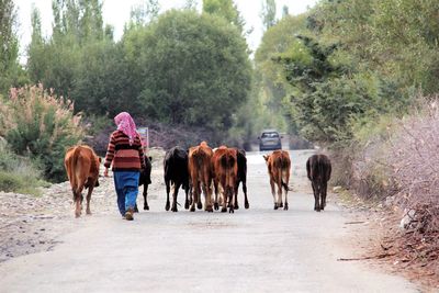 Rear view of woman with cows walking on road against trees