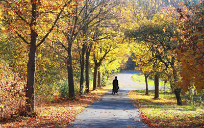 Rear view of man walking on road amidst trees during autumn