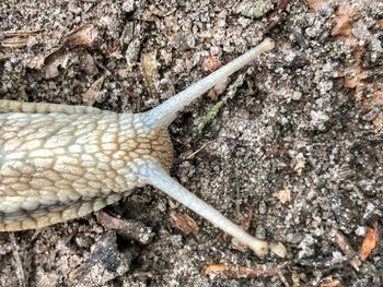 Close-up of lizard on rock