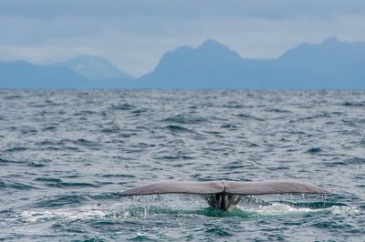 Killer whale swimming in sea against sky