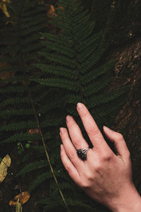 Close-up of hand holding leaf