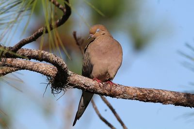 Close-up of bird perching on branch