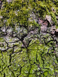 Full frame shot of tree with moss