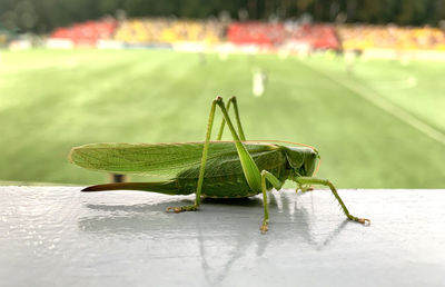 Close-up of grasshopper