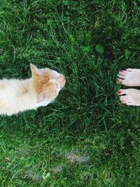 Dog standing on grassy field