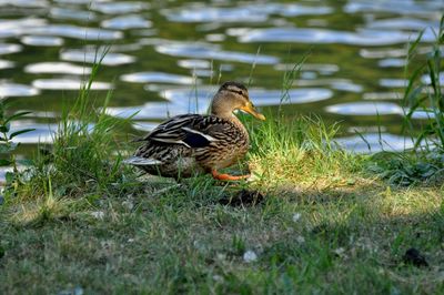 Duck on a lake