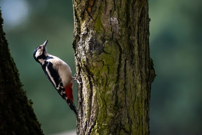 Close-up of bird perching on tree trunk